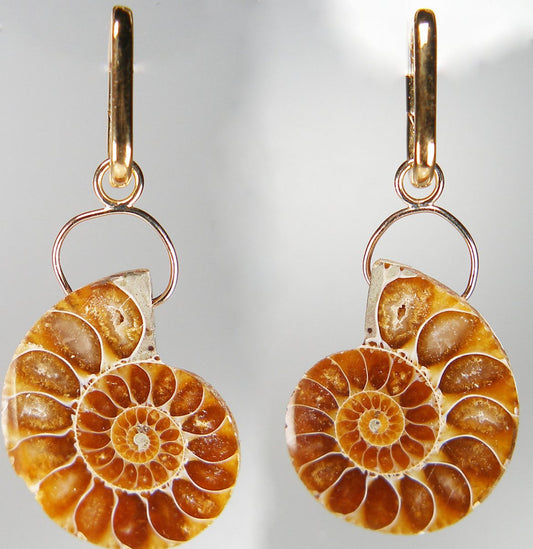 Ammonite eardrops